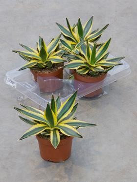 Agave lophantha 25 cm