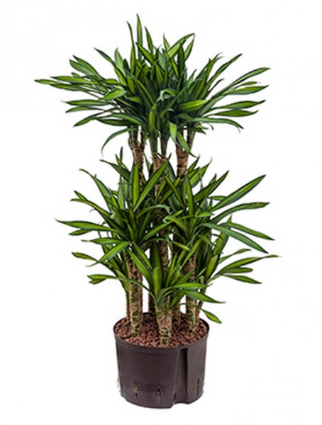 Dracaena riki | Drachenbaum 100cm