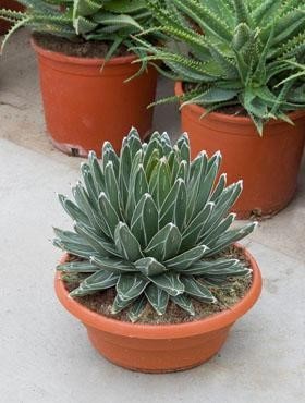 Agave victoria reginae