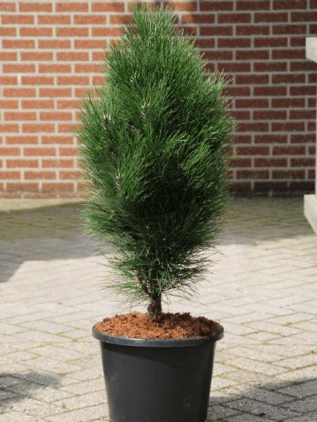 Pinus nigra green tower 100 cm