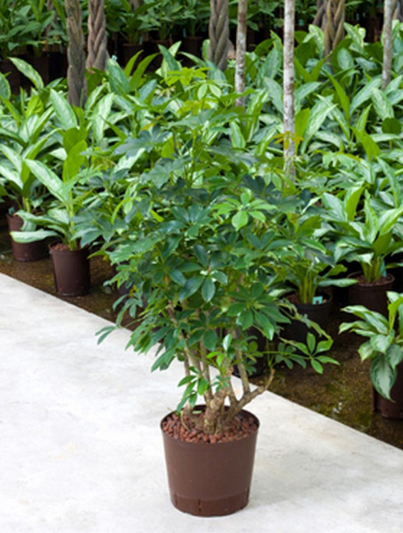 Schefflera arboricola 70cm