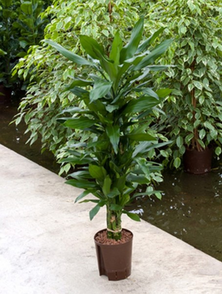 Dracaena janet lind | Drachenbaum multi 110cm