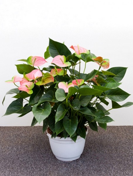 Anthurium and. jomi rosa 65 cm | Flamingoblume