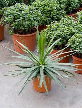 Agave geminiflora | Palmenmarkt