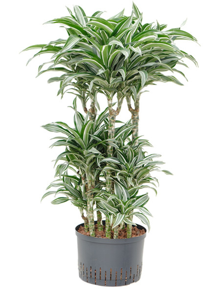 Dracaena deremensis - Jade jewel 100 cm