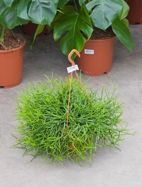 Rhipsalis heteroclada 40 cm | Hängekorb