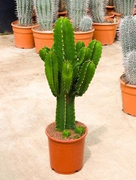 Euphorbia ingens 70cm