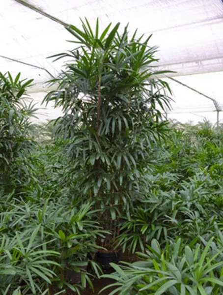 Rhapis-excelsa-280-cm