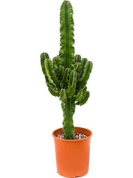 Euphorbia erytrea verzweigt 90 cm