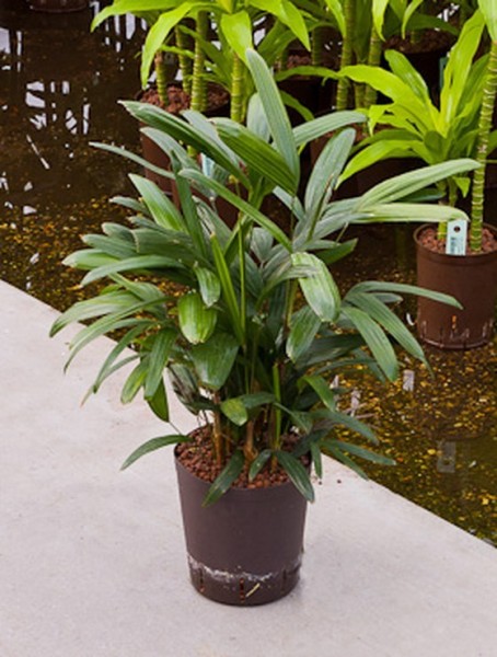 rhapis-excelsa-60cm