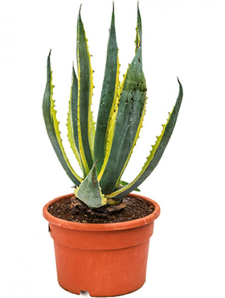 Agave americana variegata - Amerikanische Agave 60 cm