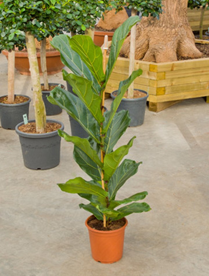 fensterblatt samen Monstera Pertusum (Fensterblatt) kaufen? | Alfredo