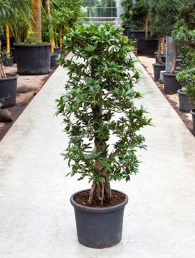 Ficus nitida compacta 150 cm - Lorbeerfeigen Pyramide