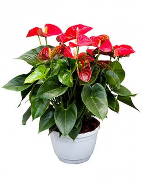 Anthurium and. sierra rot 55 cm | Flamingoblume