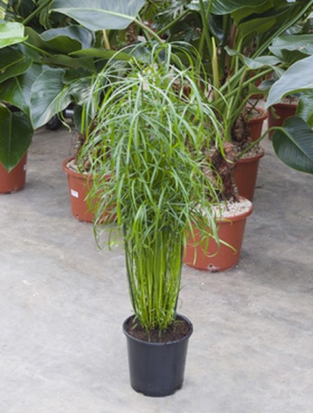 Cyperus alternifolius | Zyperngras