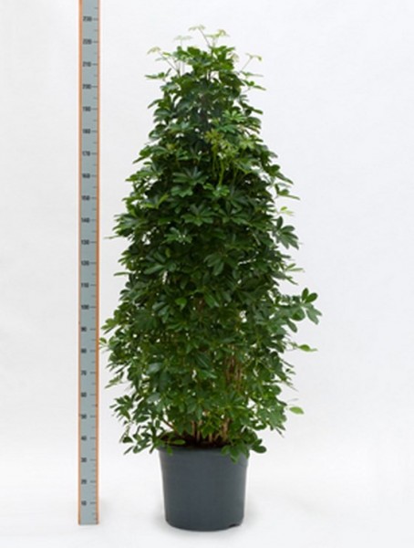 Schefflera arboricola 220 cm