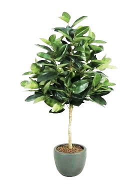 Ficus elastica 180 cm - Kunstpflanze