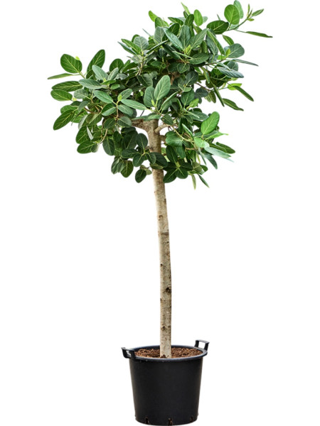 Ficus benghalensis audrey 225cm