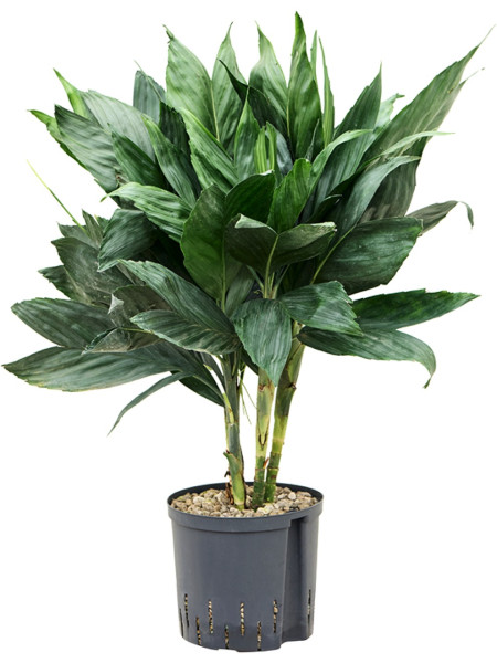 Chamaedorea metalica 70 cm Hydrokultur