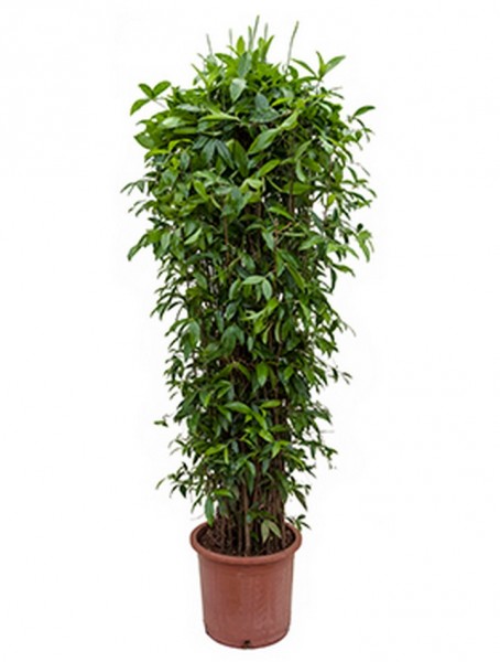 Dracaena surculosa 230 cm - Drachenbaum Busch