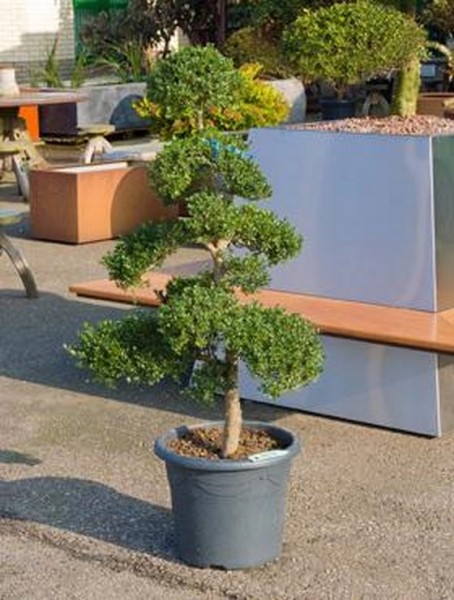 ilex-crenata-150cm