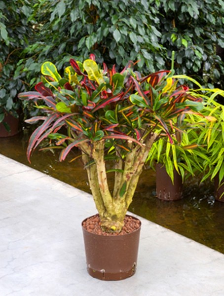 Croton mamey 100cm Wunderstrauch bonsai 
