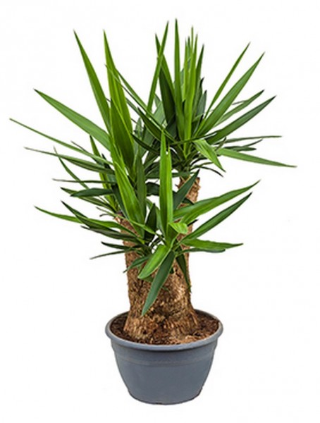 Yucca elephantipes 100 cm | verzweigt