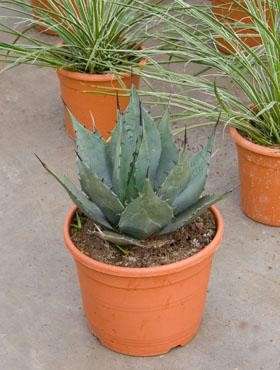 the blue agave Blue American Agave Americana, Century Plant main image 1