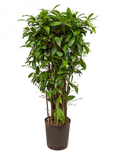 Dracaena surculosa 90 cm - Drachenbaum Busch
