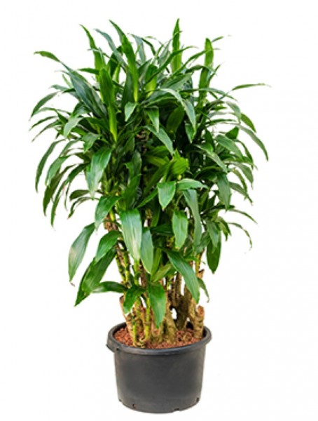 Dracaena janet craig 180 cm