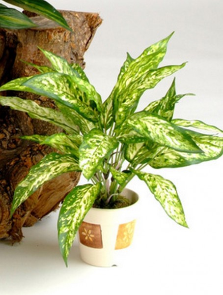 Aglaonema Busch 48 cm | Kunstpflanze