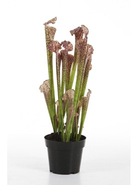 Sarracenia braun 65 cm künstliche Trompetenpflanze 