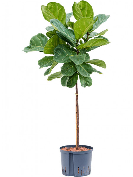 Ficus lyrata 130 cm - Hydrokultur Geigenfeige