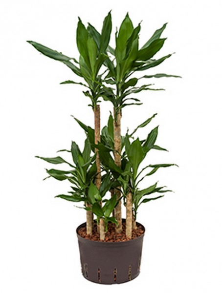 Dracaena fragrans | Drachenbaum 100cm