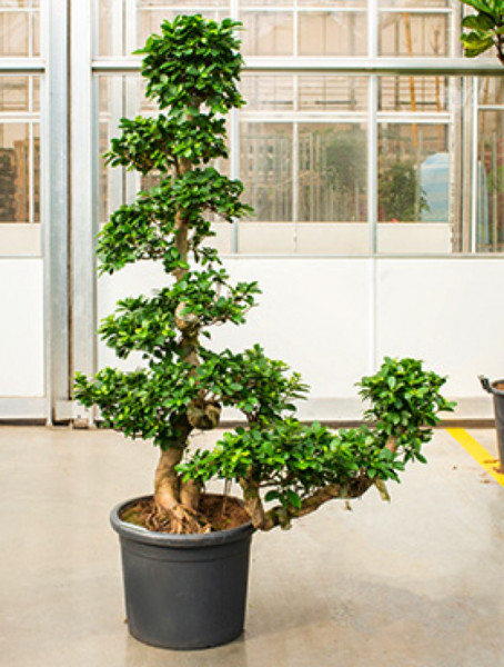 Ficus microcarpa compacta - Stamm S Cascade 190 cm
