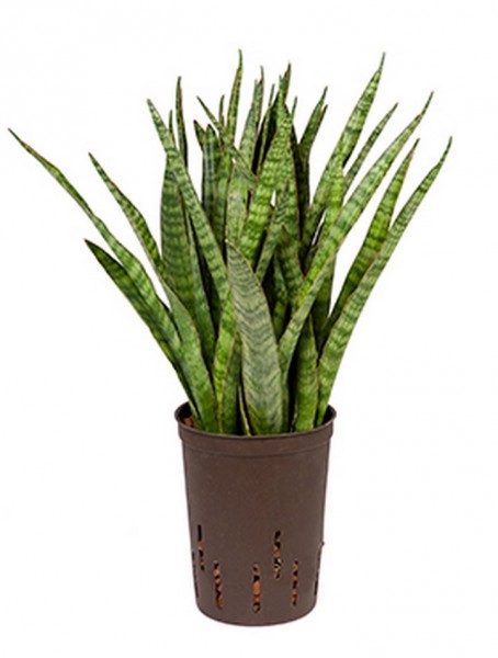 Sansevieria kirkii 55 cm | Hydrokultur