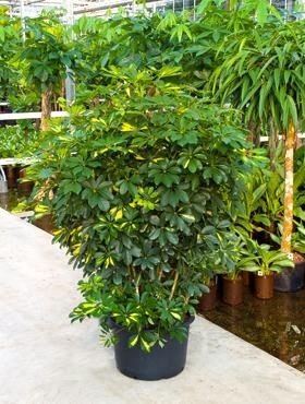Schefflera gold capella 190 cm | Busch
