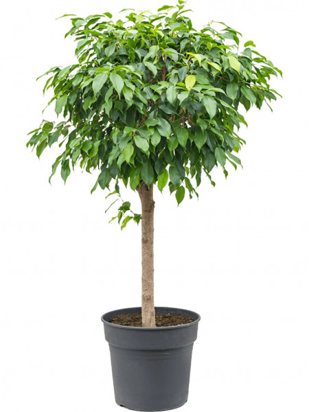 Ficus columnar 150 cm