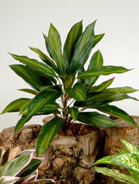 Dracaena Stiel 48 cm | Kunstpflanze ohne Topf