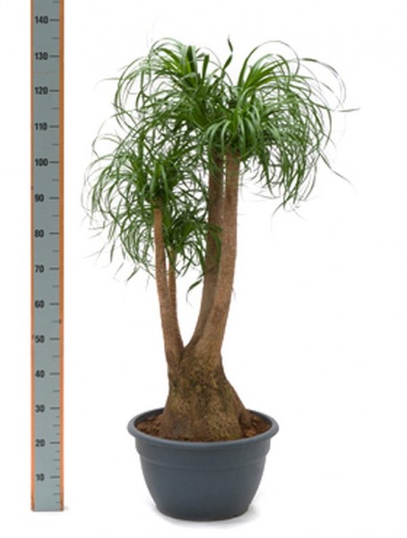 Beaucarnea recurvata 160 cm