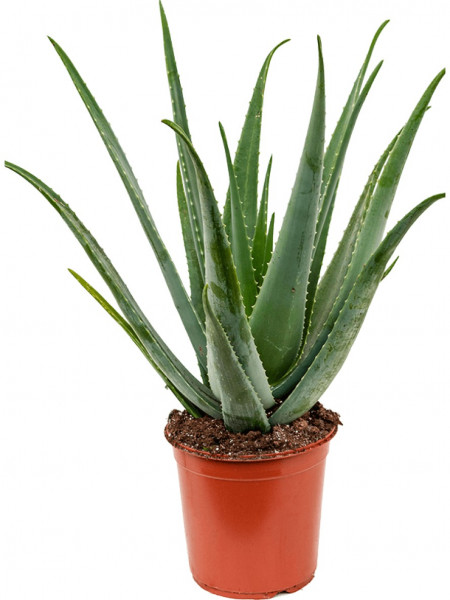 Aloe vera barbadensis 80 cm