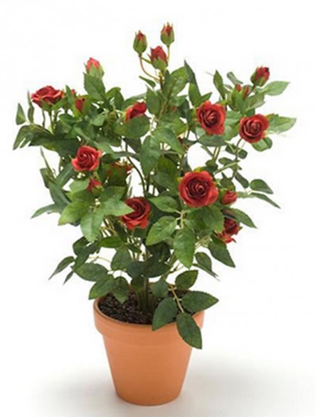 Rosenbusch rot 11 cm | Kunstpflanze im Topf