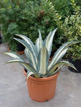 Agave medio picta alba 60 cm