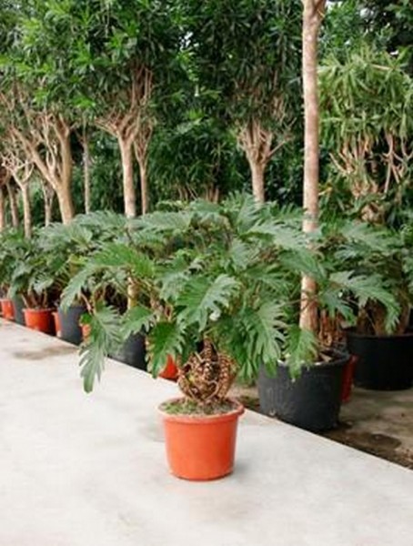 Philodendron xanadu 110 cm