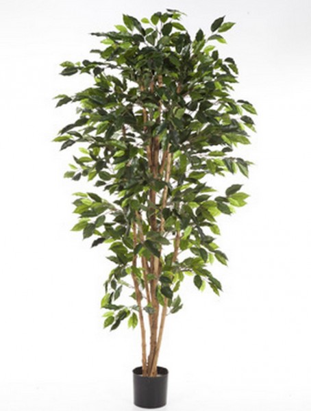 Ficus nitida | Birkenfeige Kunstbaum