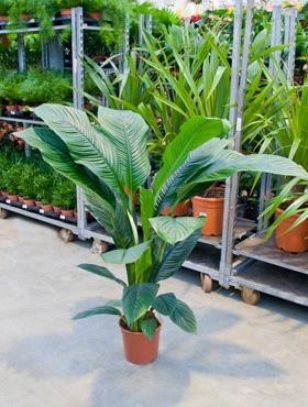 Spathiphyllum sensation | Einblatt