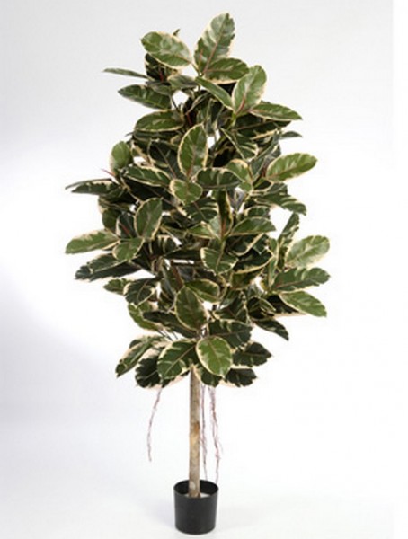 Ficus elastica | Kunstbaum