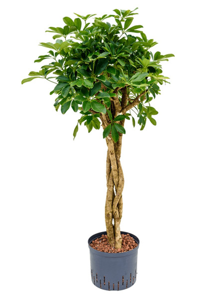 Schefflera gold capella | geflochten